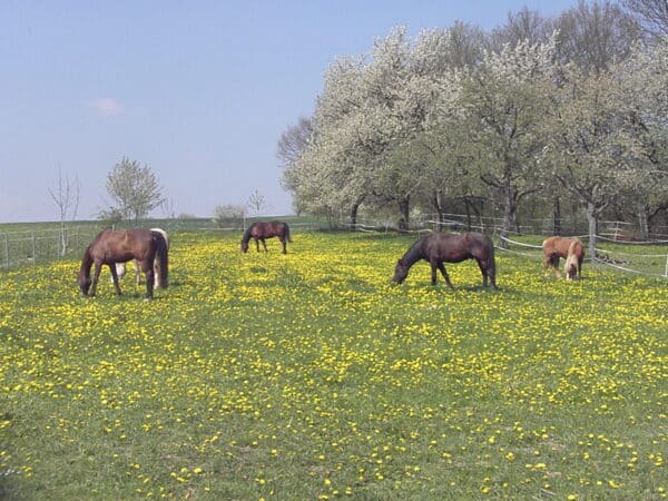 Pferdekoppel im Frühjahr