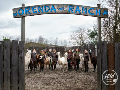 Alpakas und Lamas der Oernda-Ranch