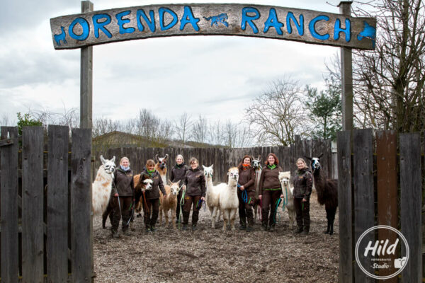 Alpakas und Lamas der Oernda-Ranch