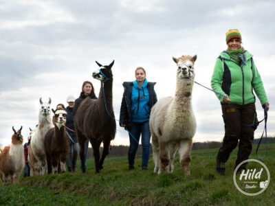 Erlebnistouren mit Alpakas und Lamas