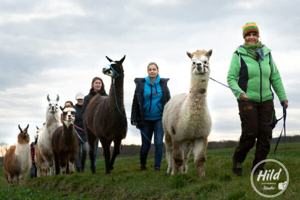 Erlebnistouren mit Alpakas und Lamas