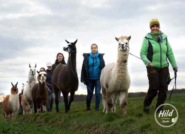 Erlebnistouren mit Alpakas und Lamas