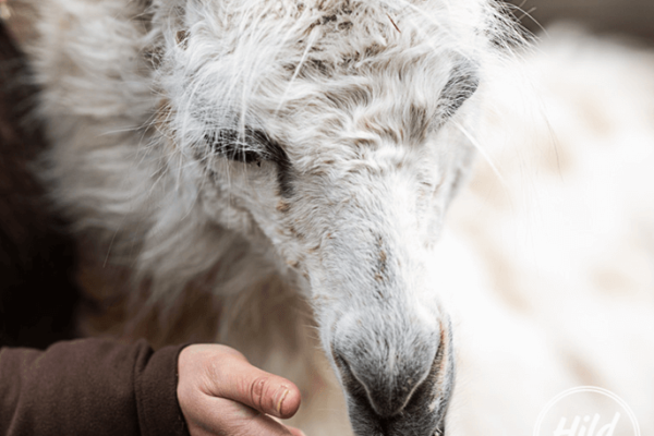 Kontaktaufnahme mit Lama Alpaka