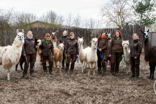 Lamas und Alpakas der Orenda-Ranch