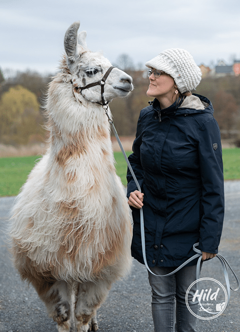 Führtraining mit Lamas, Alpakas und Pferden