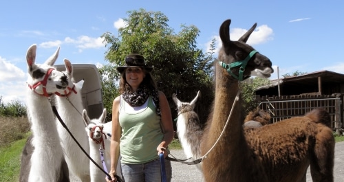 Lamaherde der Orenda-Ranch