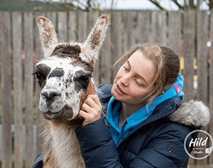 Ausbildung Tiergestützte Therapie mit Alpakas und Lamas