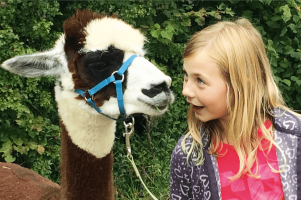 Kindergeburtstag mit Lamas und Alpakas