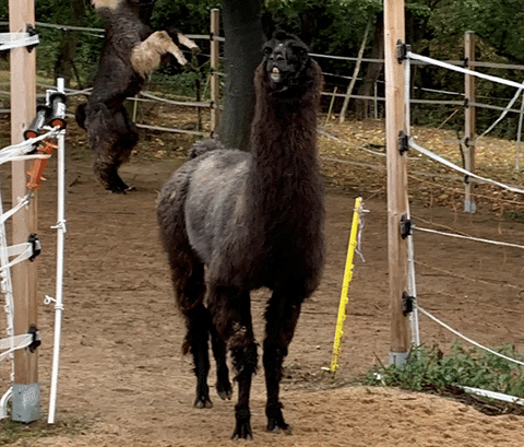 Wooly Lama Wallach Aragon