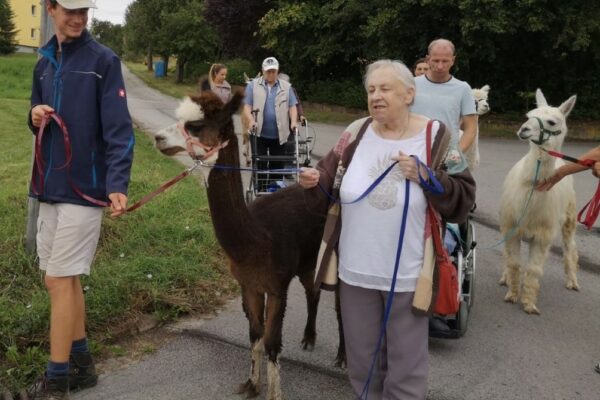 Lamas-Alpaka-Spaziergang-mit-Senioren (Medium)