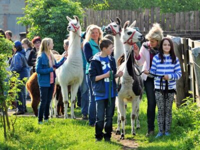 Lamas und Alpakas im Kindergarten