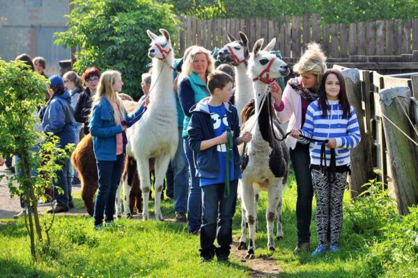 Lamas und Alpakas im Kindergarten