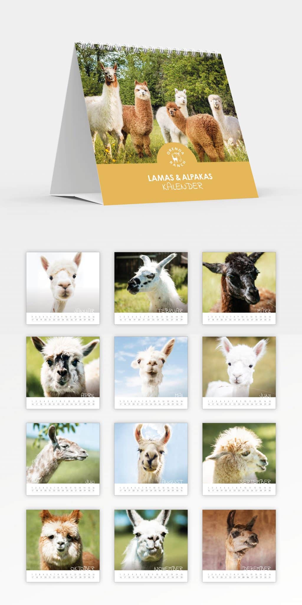 Alpaka / Lama TischKalender 21cm x 21 cm