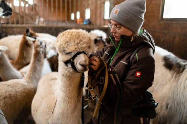 Alpaka halftern lernen