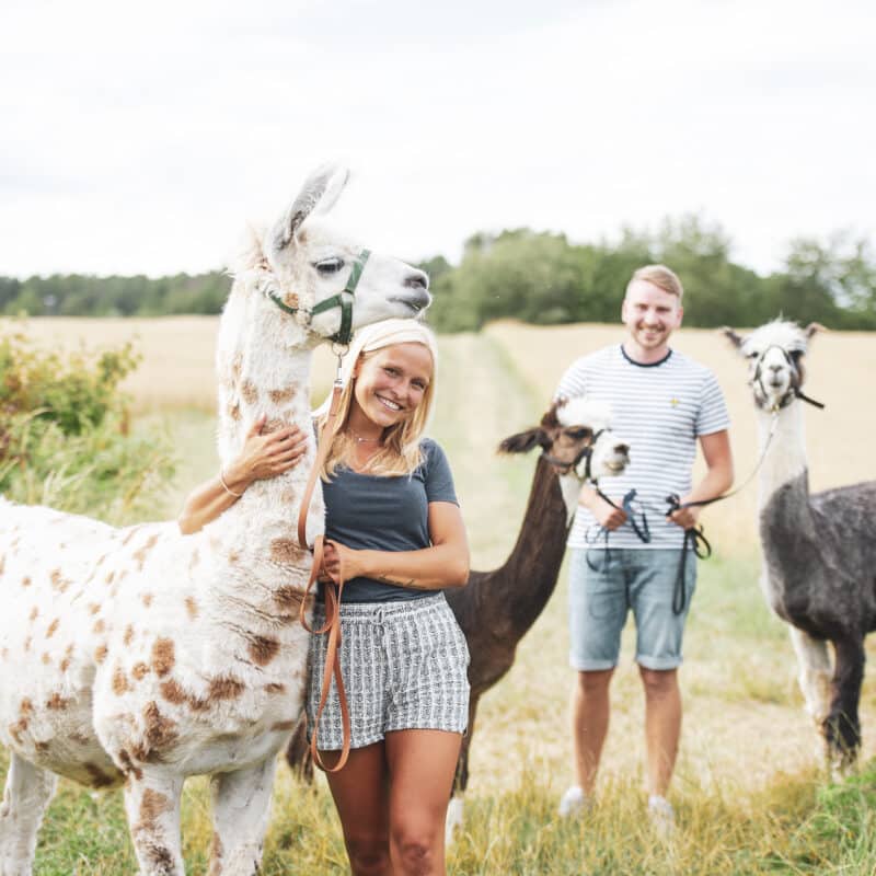 Gutschein Alpakawanderung