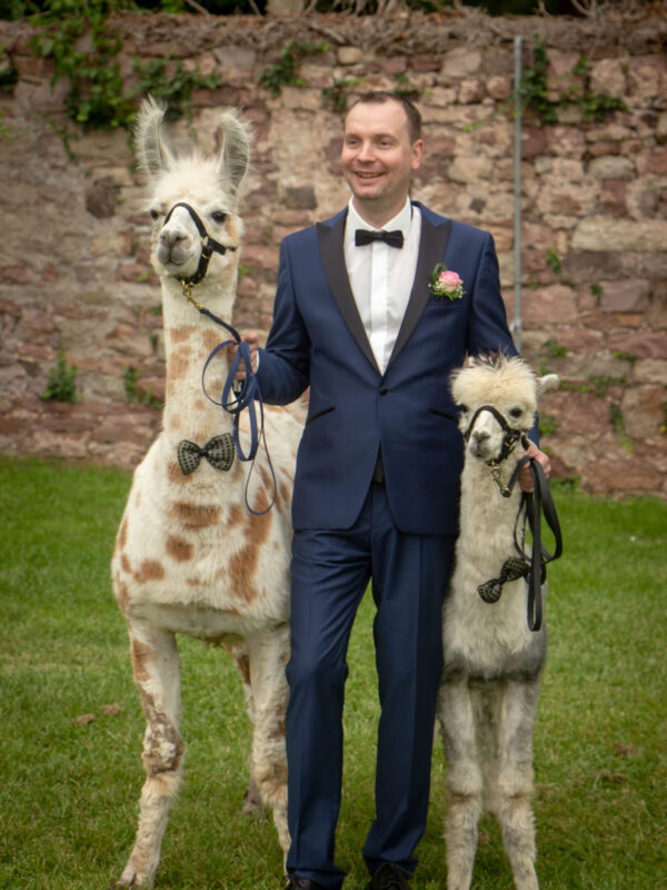 Hochzeit-Bräutigam-Lama-Alpaka