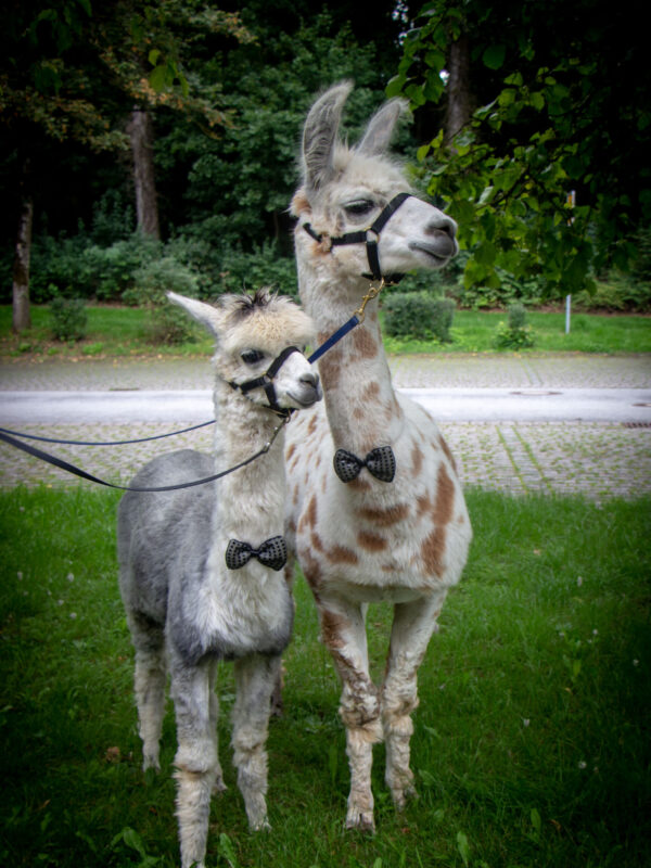 Lama-Alpaka-Richie-Strolch-Hochzeit