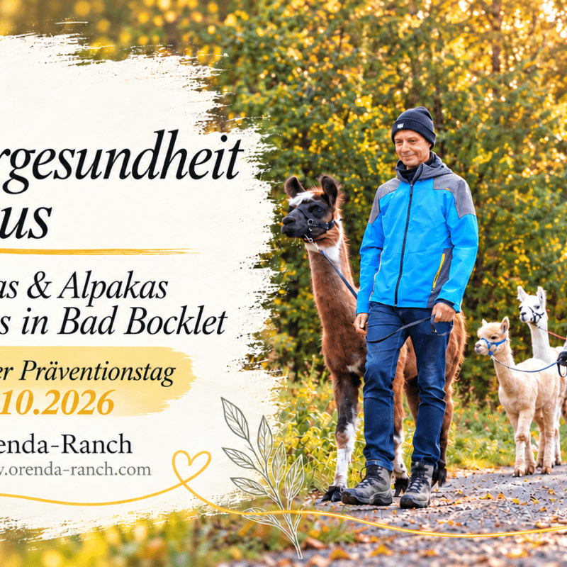 Alpakawanderung mit Männern