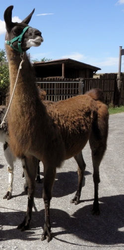 Alarmbereitschaft - Körpersprache der Lamas