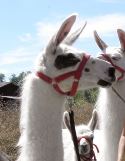 Verhalten und Körpersprache der Lamas