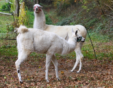 Geste Unterwerfung bei Lamas