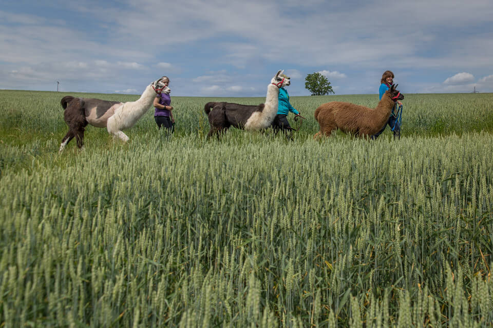 Spaziergang mit Lamas und Alpakas