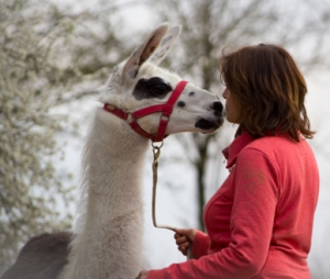 Lamatherapie - Begegnung mit dem Lama